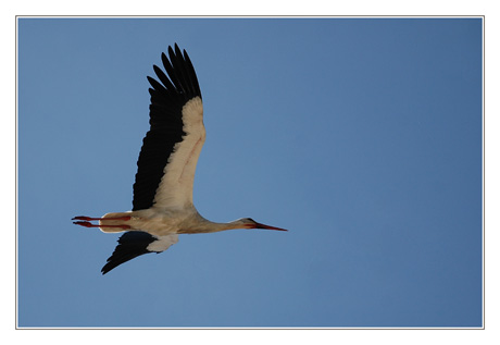 BLOG-DSC_9191-cigogne sur Meyran-Ouest
