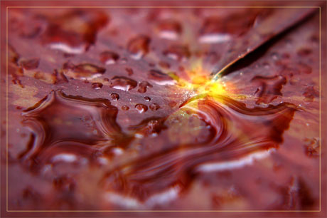 BLOG-DSC_9224-feuille nénuphar et pluie