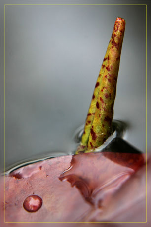 BLOG-DSC_9227-pousse et jeune feuille nymphéa