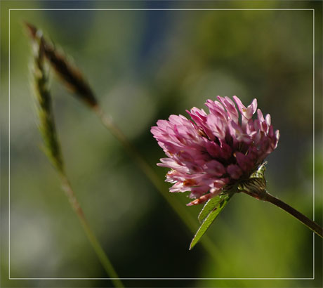 BLOG-DSC_9347-trèfle au vent