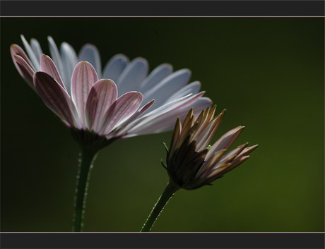 BLOG-DSC_9368-osteospermum contrejour