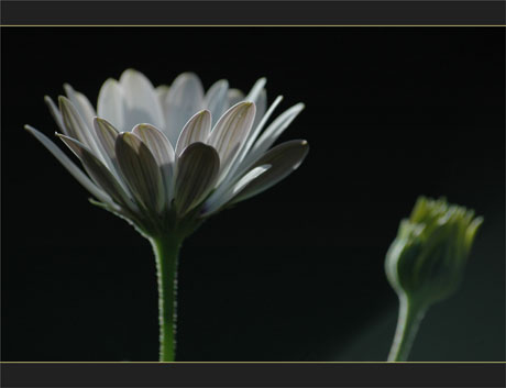 BLOG-DSC_9374-osteospermum blanc et bouton