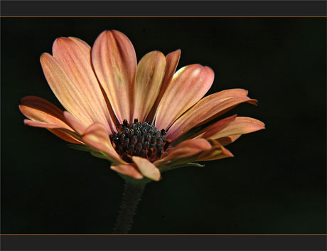 BLOG-DSC_9384-osteospermums orange BLOG-DSC_9384-osteospermums orange