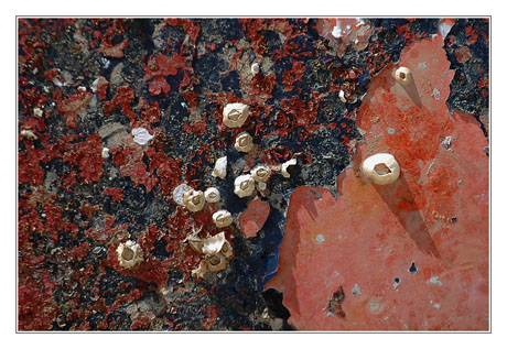 BLOG-DSC_9572-cracoy coque Majeny