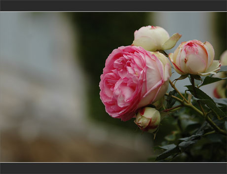 BLOG-DSC_9614-rosier maison volets bleus