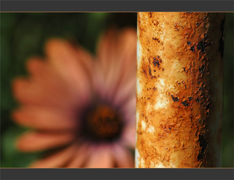 BLOG-DSC_9672-rouille et ostéospermum