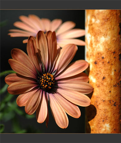 BLOG-DSC_9676-rouille et ostéospermum BLOG-DSC_9676-rouille et ostéospermum