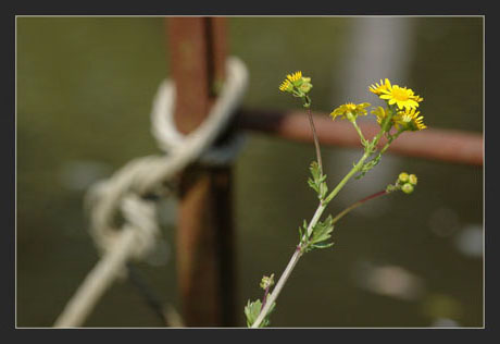 BLOG-DSC_0048-fleurs échelle et corde