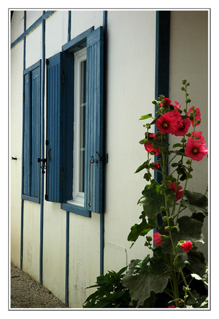 BLOG-DSC_7635-rose trémière Piraillan