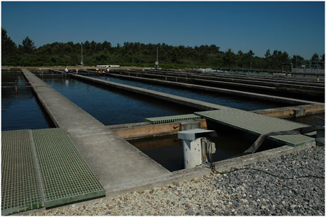 BLOG-DSC_9789-bassins esturgeonnière