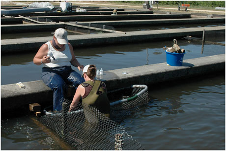 BLOG-DSC_9796-vaccination esturgeons