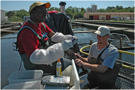 BLOG-DSC_9810-pose puce électronique femelle 3 ans