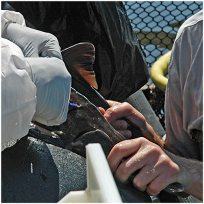 BLOG-DSC_9811-pose puce électronique femelle 3 ans