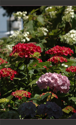 BLOG-DSC_9924-ascenseur et hortensias parc mauresque BLOG-DSC_9924-ascenseur et hortensias parc mauresque