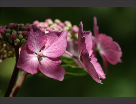 BLOG-DSC_9926-hortensias parc mauresque BLOG-DSC_9926-hortensias parc mauresque