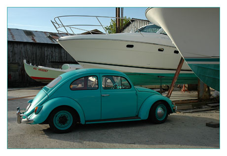 BLOG-DSC_9932-coccinelle bleue Larros