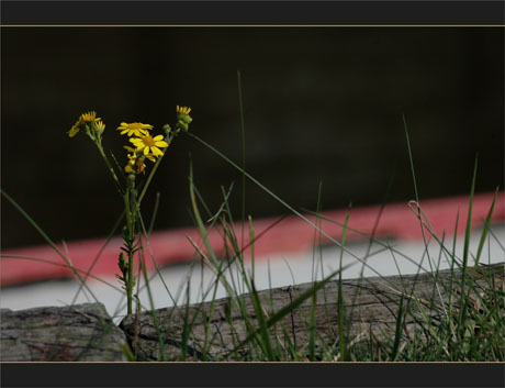 BLOG-DSC_0083-quai fleuri port des tuiles BLOG-DSC_0083-quai fleuri port des tuiles