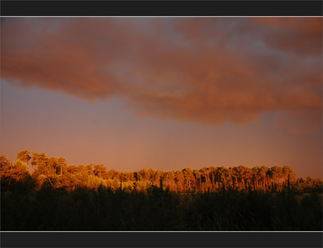 BLOG-DSC_0130-lumière forêt avant la pluie 2 Juillet