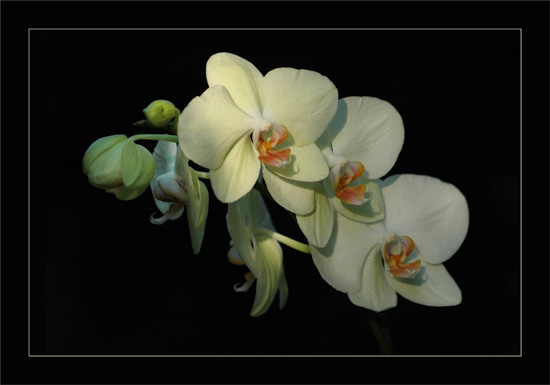 BLOG-DSC_0190-Orchidée papillon Phalaenopsis