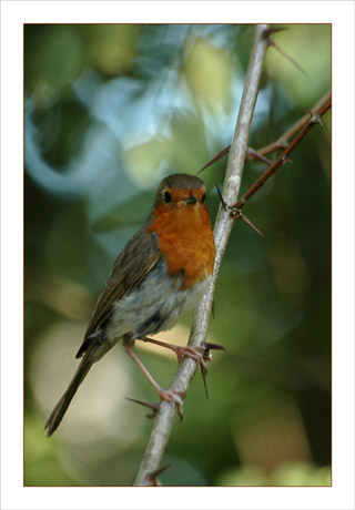 BLOG-DSC_0271-rouge gorge parc ornitho