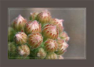 BLOG-DSC_0343-joubarbe ou artichaut des murailles cadre