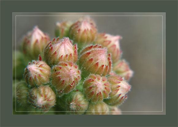 BLOG-DSC_0343-joubarbe ou artichaut des murailles cadre