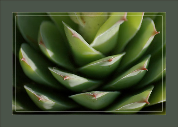 BLOG-DSC_0361-feuilles joubarbe artichaut murailles