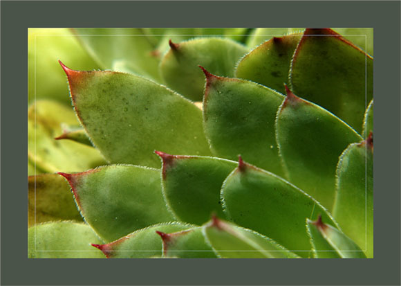 BLOG-DSC_0365-feuilles joubarbe artichaut murailles