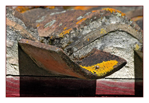 BLOG-DSC_0412-tuile moussue Certes