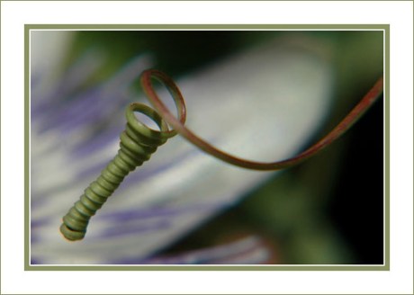 BLOG-DSC_0573-rec-tortillon passiflore