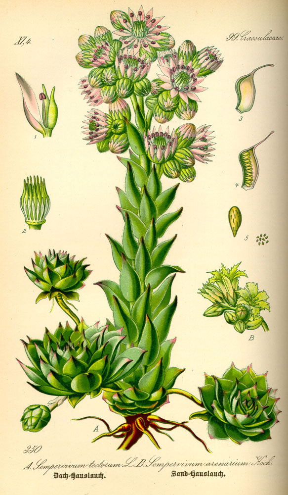 Illustration_Sempervivum_tectorum0