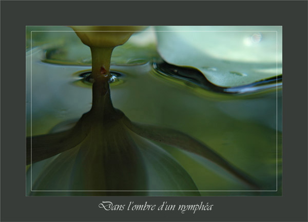 BLOG-DSC_0653-tige feuille et reflet nymphéa cadre