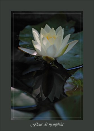 BLOG-DSC_0655-fleur nymphéa