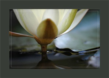 BLOG-DSC_0658-fourmi et nymphéa 2