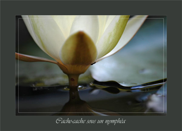 BLOG-DSC_0658-fourmi et nymphéa