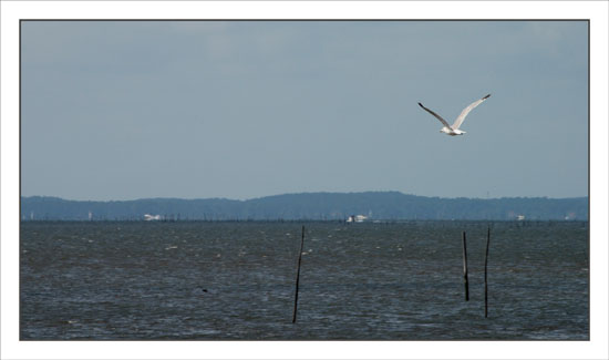 BLOG-DSC_0850-mouette quai Ouest Larros