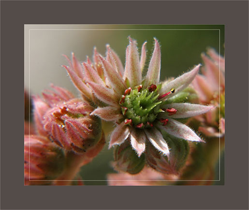 BLOG-DSC_0894-fleur joubarbe cadre