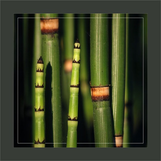 BLOG-DSC_0981-prêle