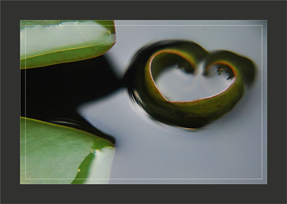 BLOG-DSC_0986-feuille déployée et en coeur nymphéa