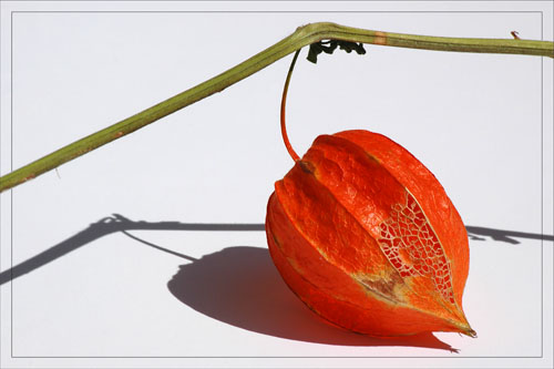 BLOG-DSC_1192-amour en cage orange et dentelle