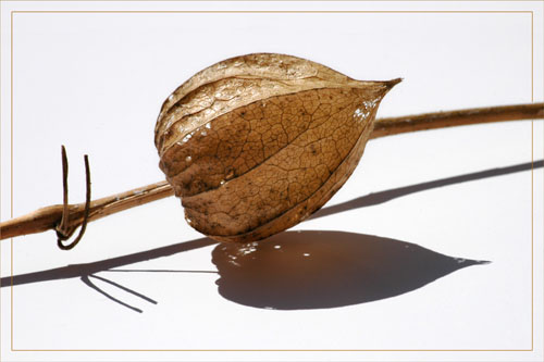 BLOG-DSC_1199-amour en cage avant dentelle