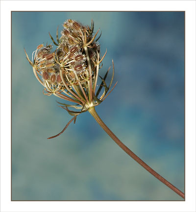 BLOG-DSC_1366-ombellifère et vieille planche bleue