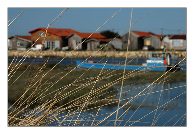 BLOG-DSC_1411-herbes, plate bleue et cabanes Larros BLOG-DSC_1411-herbes, plate bleue et cabanes Larros