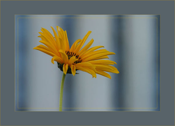 BLOG-DSC_1576-marguerite jaune cabane Audenge