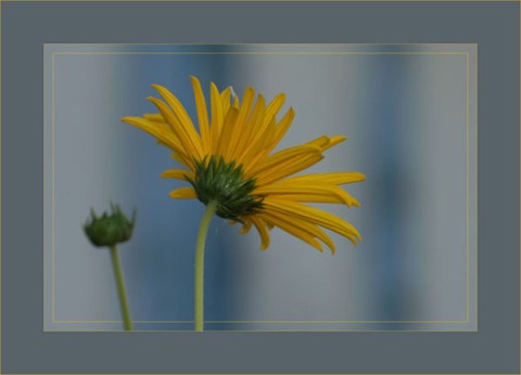 BLOG-DSC_1579-dos marguerite jaune cabane Audenge