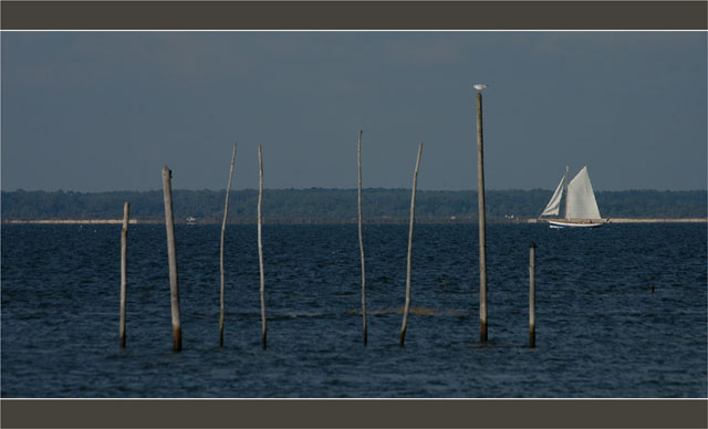 BLOG-DSC_1709-Argo et mouette piquets Meyran