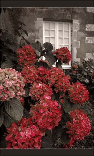 BLOG-DSC_1839-hortensias et fenêtre château Ruat SR
