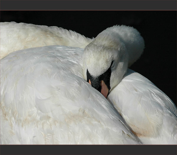 BLOG-DSC_1920-bec cygne BLOG-DSC_1920-bec cygne