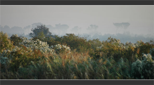 BLOG-DSC_1976-pins baccharis brume Leyre