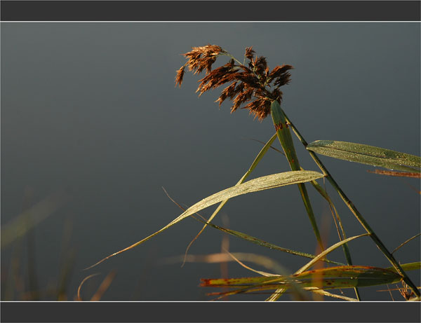 BLOG-DSC_1980-roseau berge Leyre rosée matin
